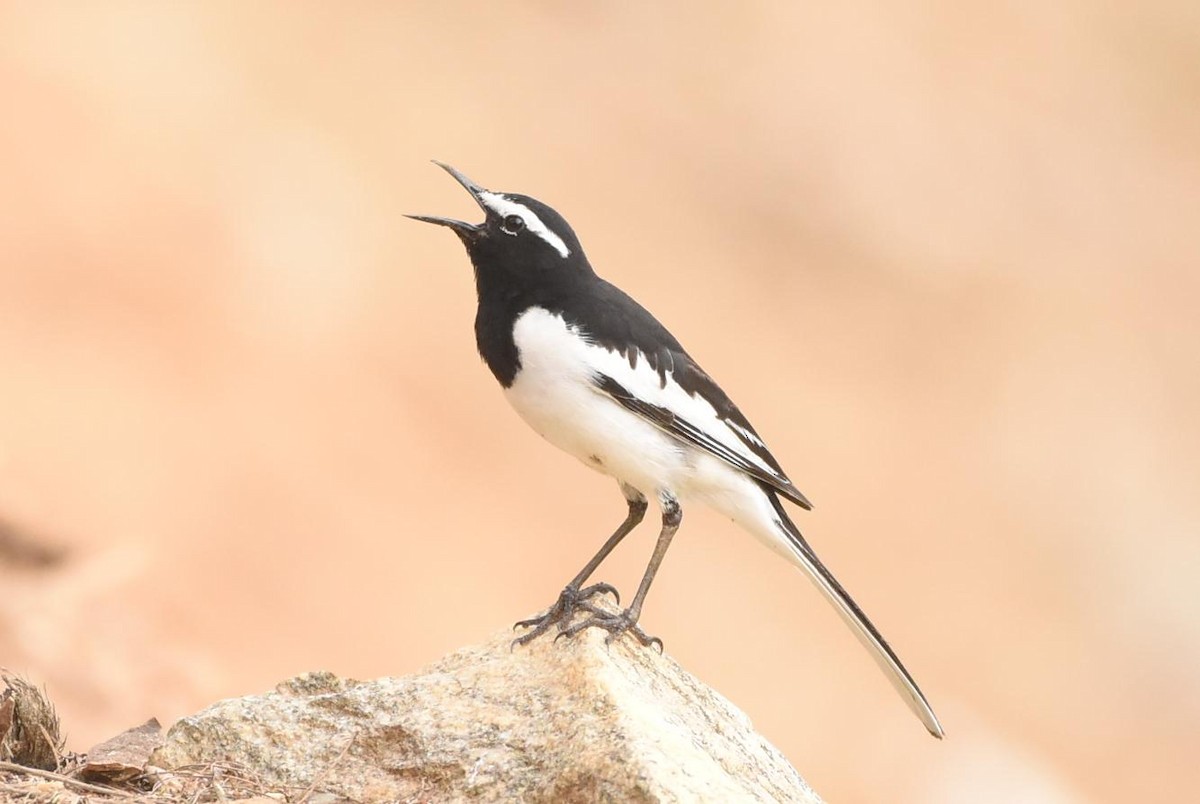 White-browed Wagtail - Ravi Kini