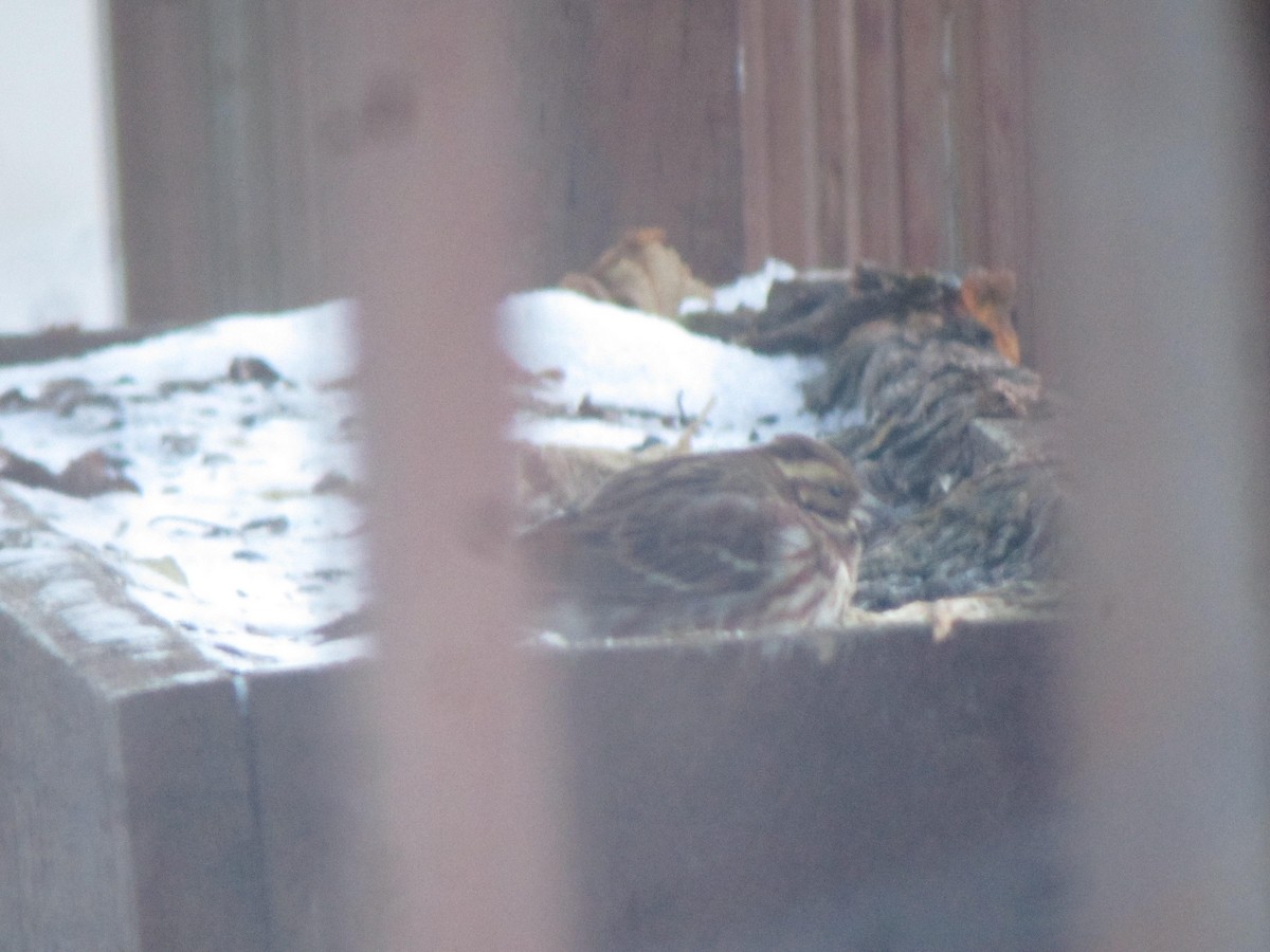 Rustic Bunting - ML433804151