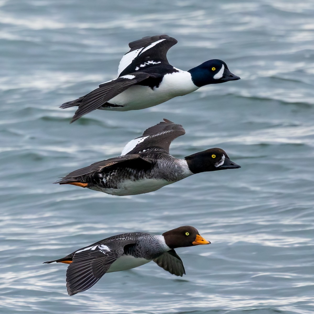 Barrow's Goldeneye - ML433806501