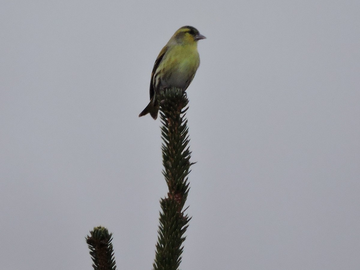 Eurasian Siskin - ML433806521