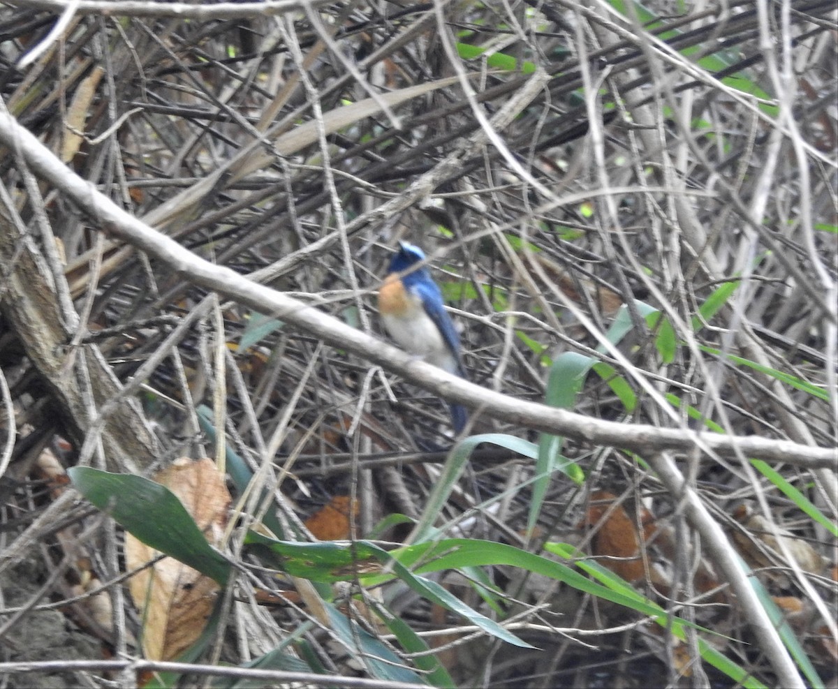 Blue-throated Flycatcher - Shivaprakash Adavanne