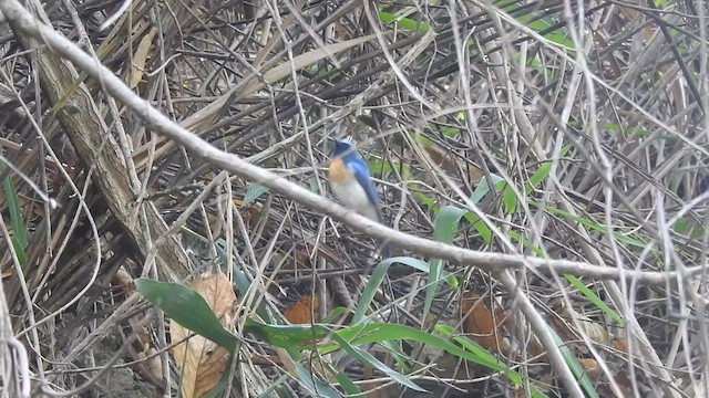 Blue-throated Flycatcher - ML433806571