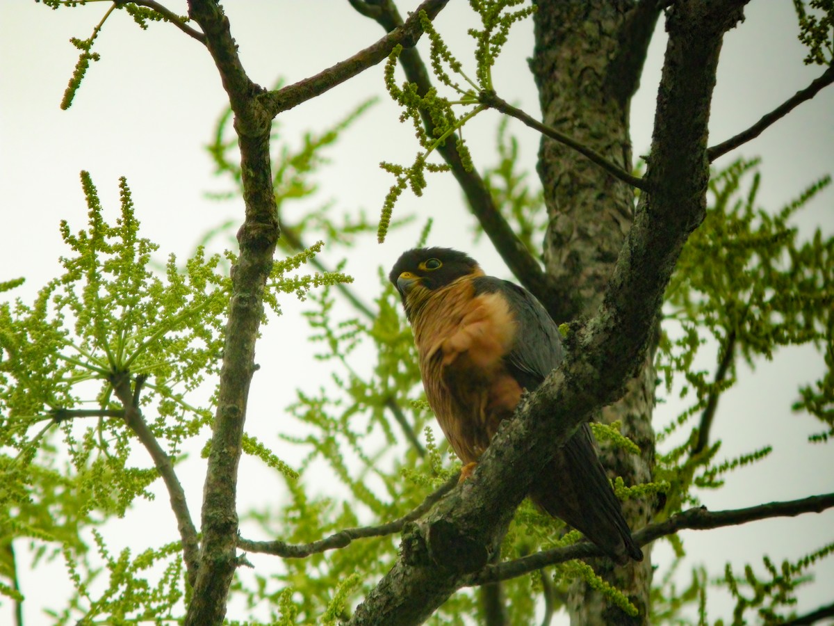 Malaienbaumfalke - ML433806881