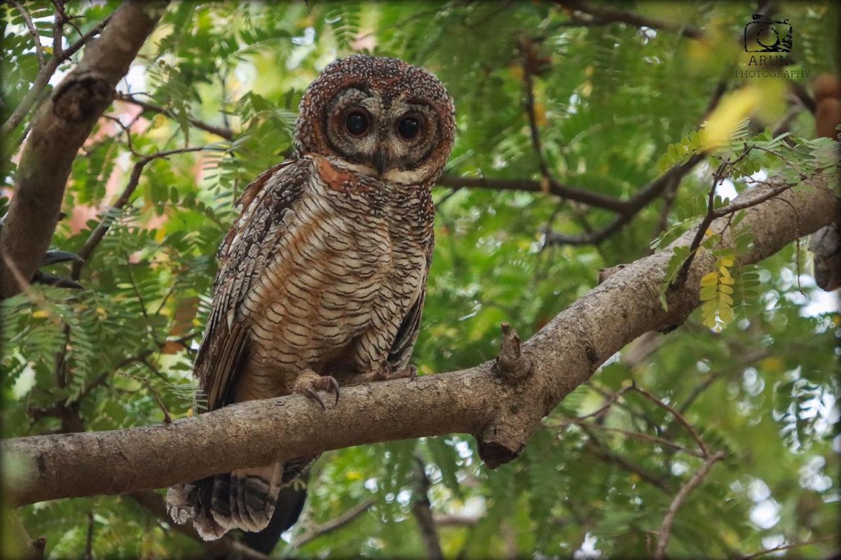 Mottled Wood-Owl - Prathyusha S N