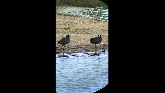 Hawaiian Coot (White-shielded) - ML433808831