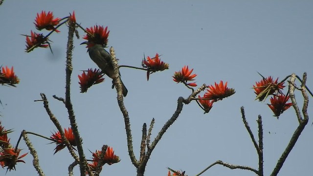 Blue-bearded Bee-eater - ML433809561