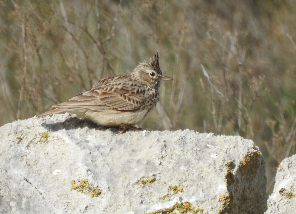 Thekla's Lark - Javier Robres