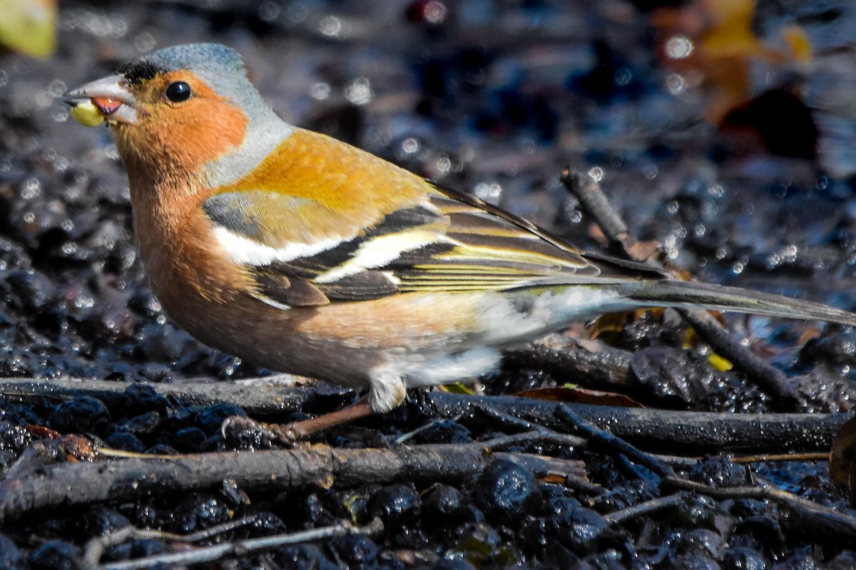 Common Chaffinch - ML433813821