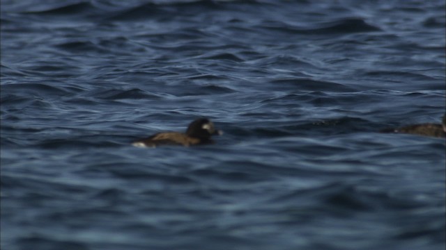 Long-tailed Duck - ML433814