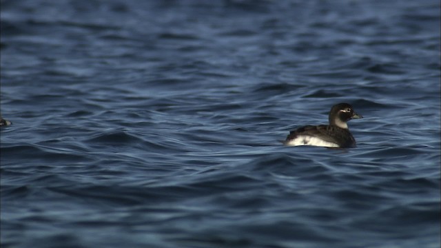 Long-tailed Duck - ML433815