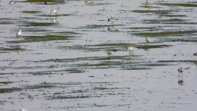 Broad-billed Sandpiper - ML433815541