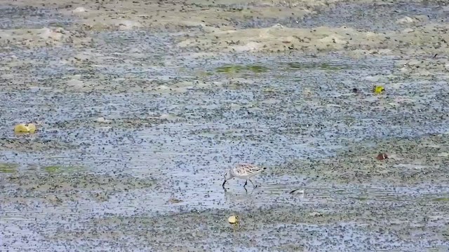 Broad-billed Sandpiper - ML433815781