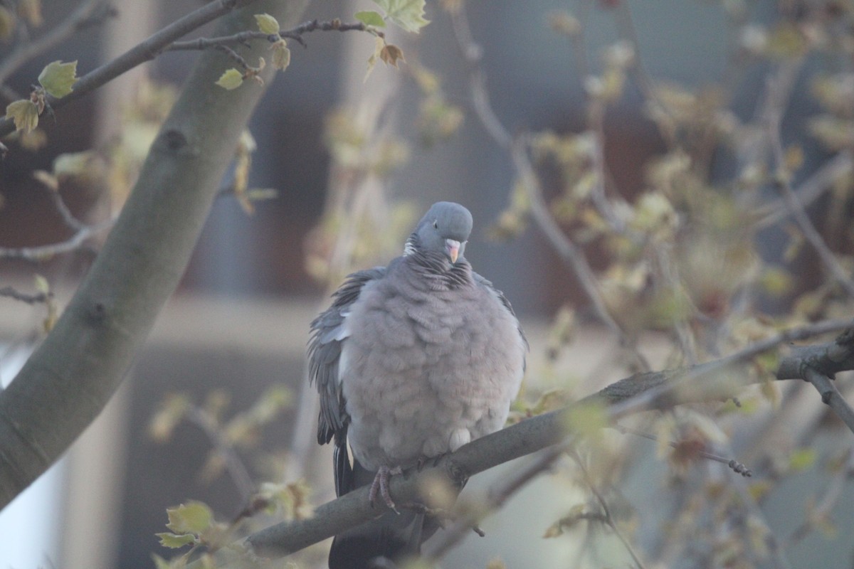 Common Wood-Pigeon (White-necked) - ML433816131