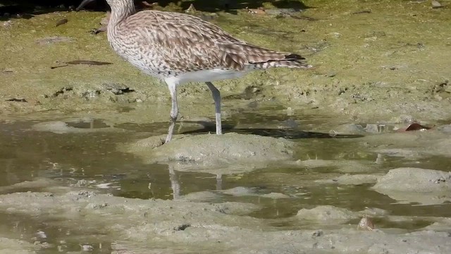 Whimbrel - ML433816191