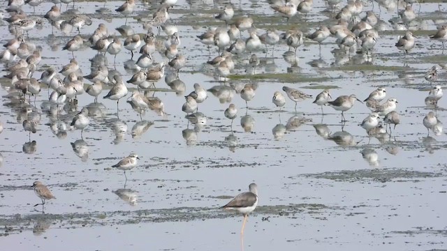 Greater Sand-Plover - ML433816921