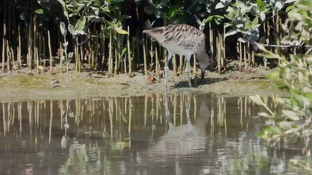 Eurasian Curlew - ML433817381