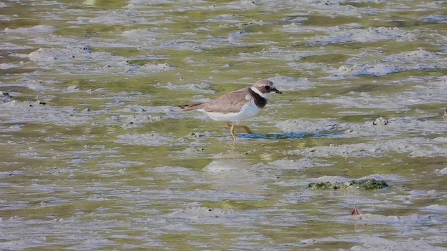 Common Ringed Plover - ML433817881