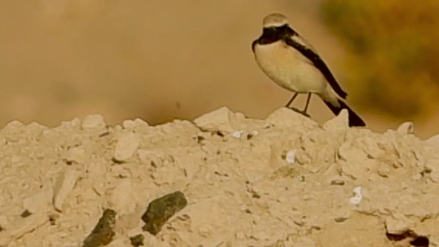 Desert Wheatear - ML433818491