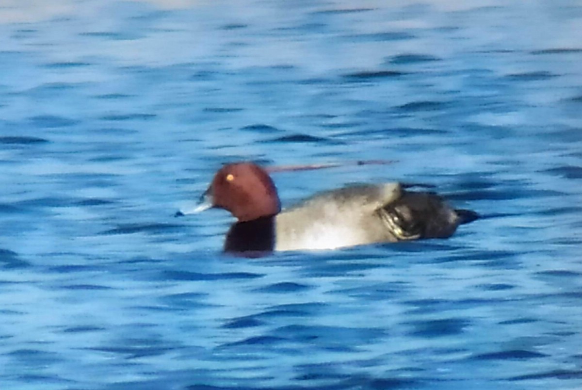 Common Pochard x Ferruginous Duck (hybrid) - ML433818771