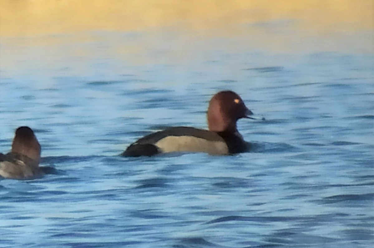 Common Pochard x Ferruginous Duck (hybrid) - ML433818831