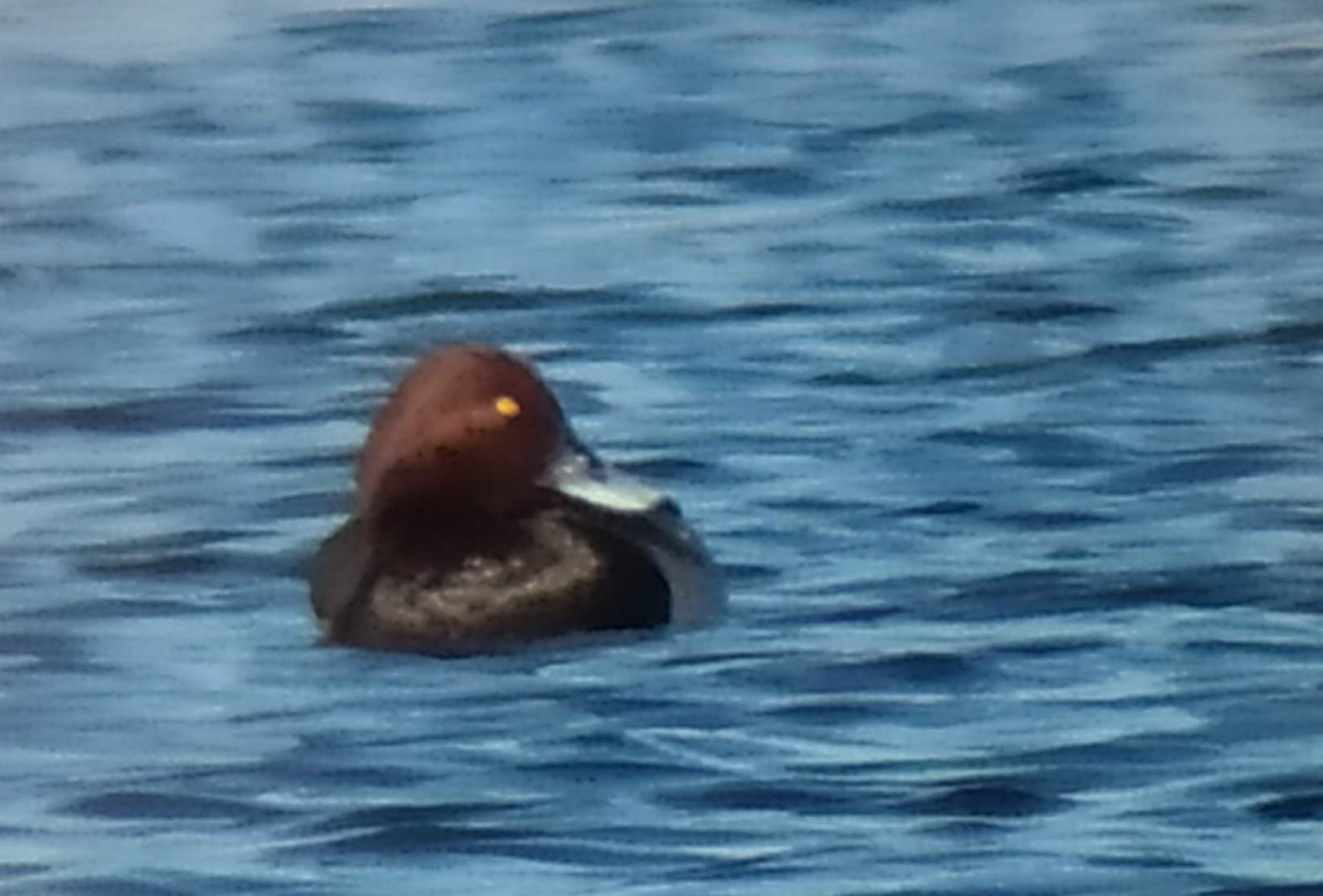 Common Pochard x Ferruginous Duck (hybrid) - ML433818851