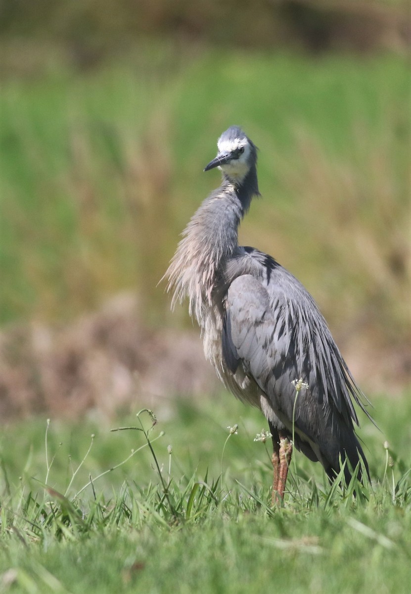 White-faced Heron - ML433819121