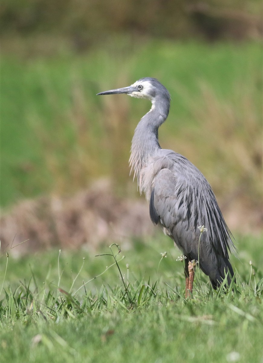 White-faced Heron - ML433819221