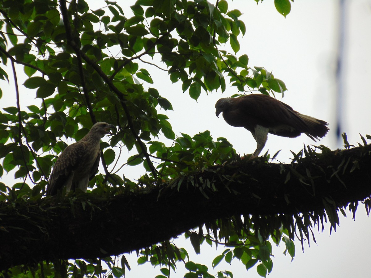 Gray-headed Fish-Eagle - ML433819361