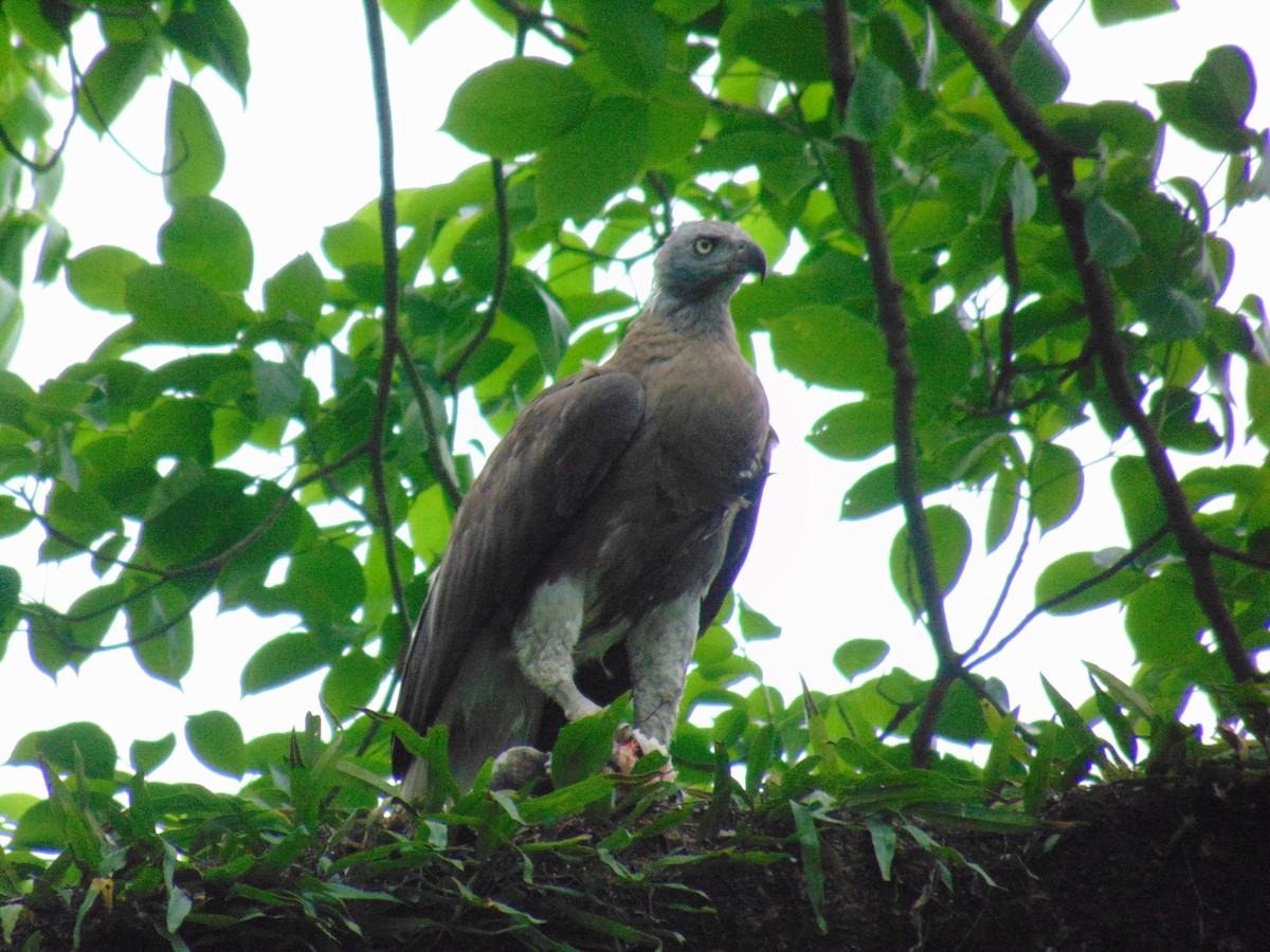 Gray-headed Fish-Eagle - Elizabeth Ferber