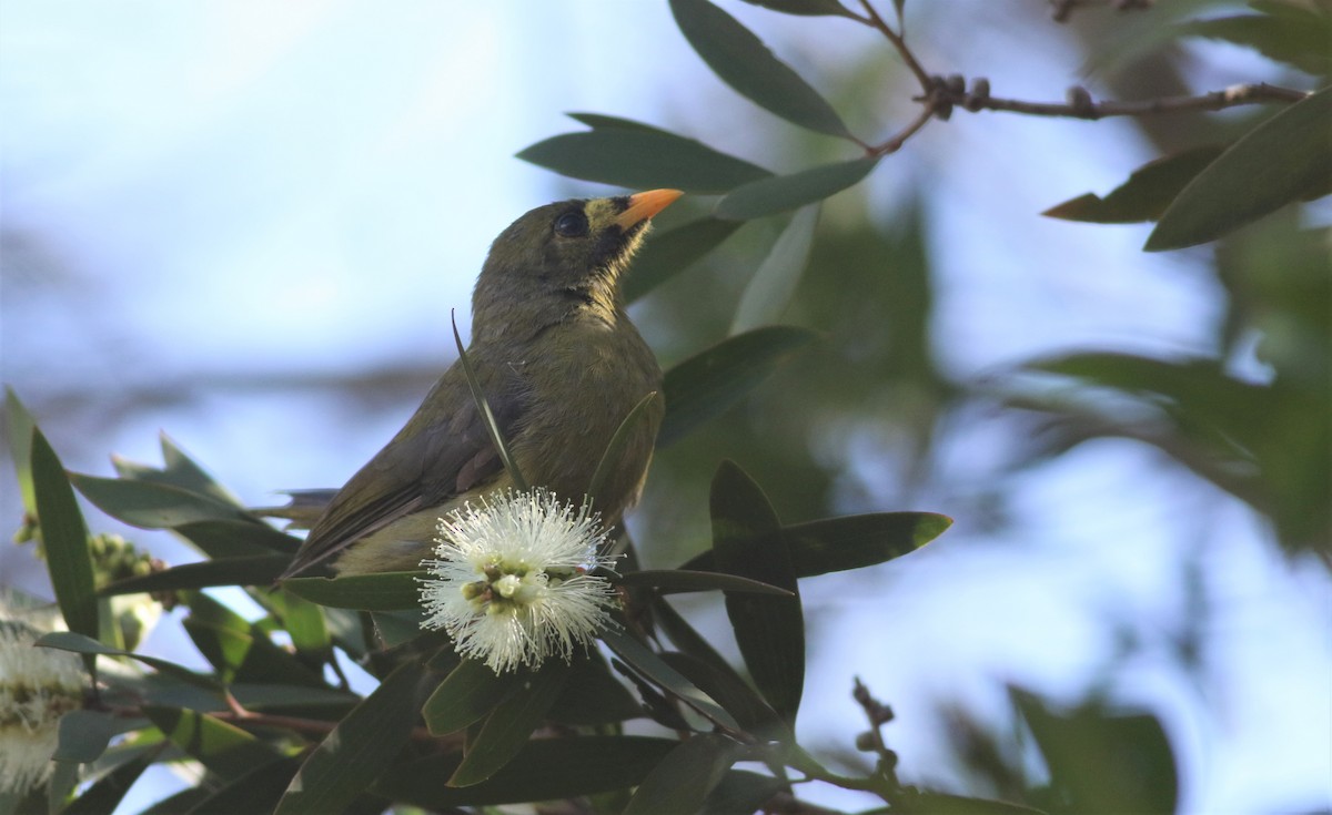 Bell Miner - ML433819831