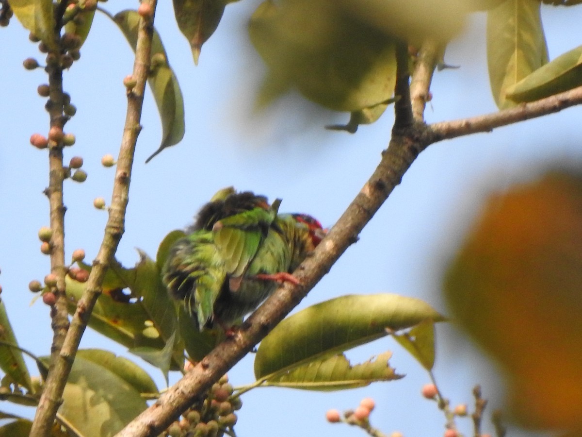 barbet malabarský - ML433823291