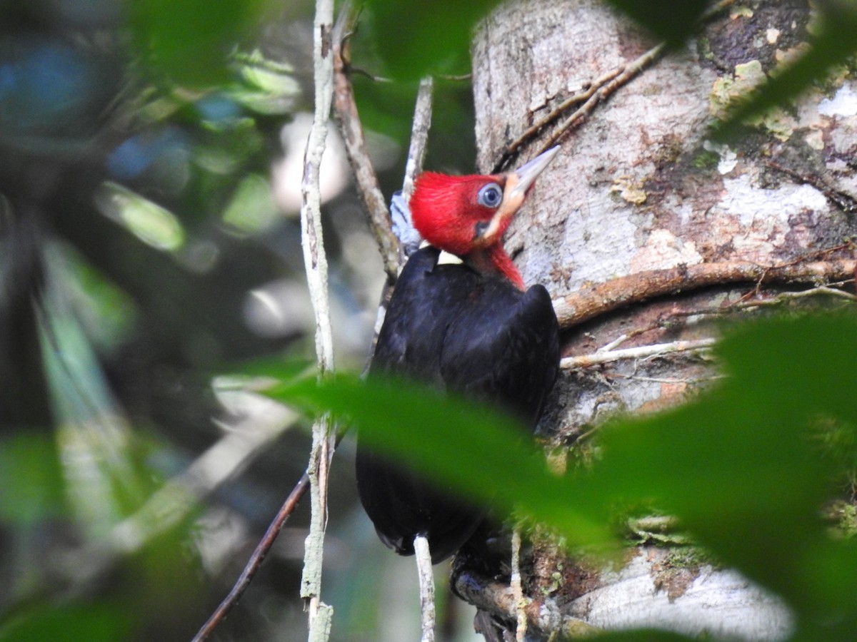 Red-necked Woodpecker - ML433823311