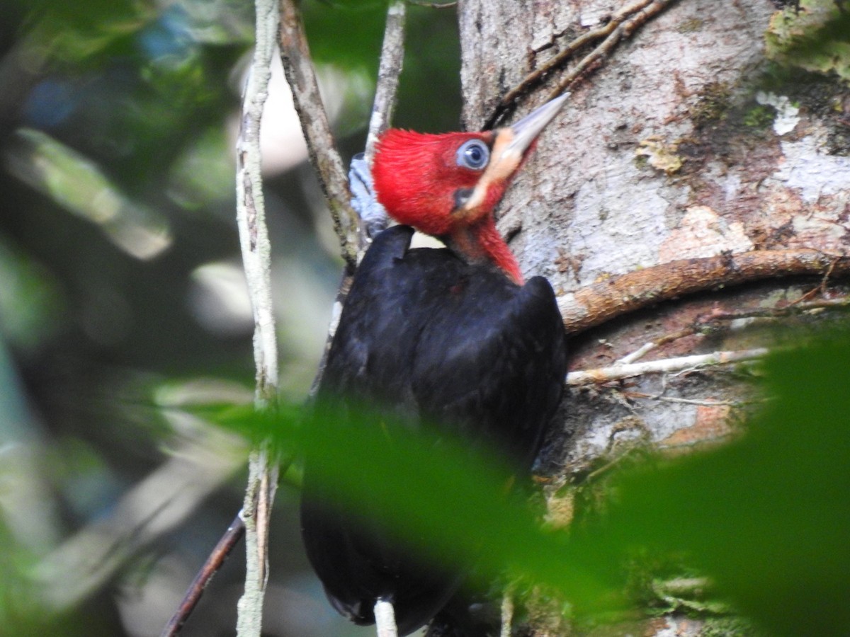 Red-necked Woodpecker - ML433823321