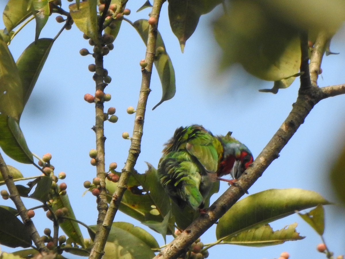 Malabar Barbet - ML433823371