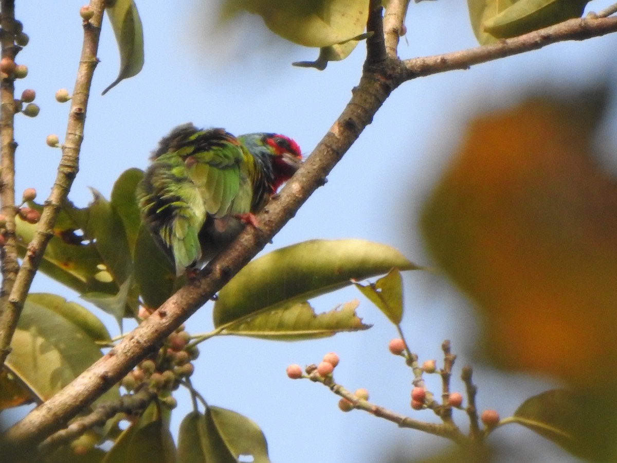 barbet malabarský - ML433823491