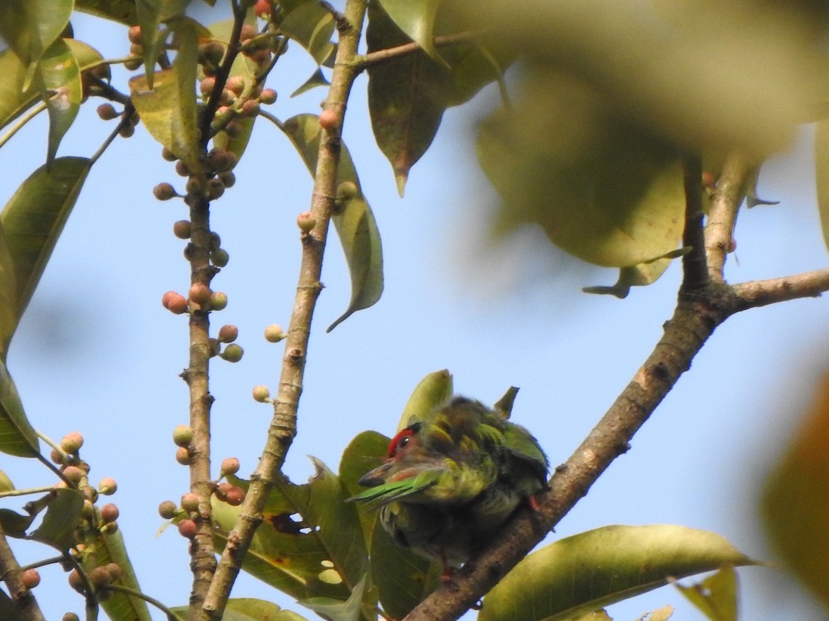 Malabar Barbet - ML433823521