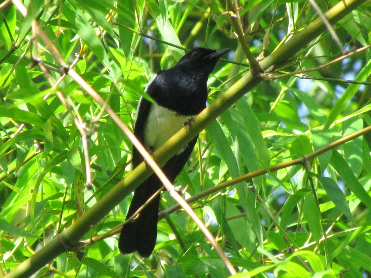 Philippine Magpie-Robin - ML433823711