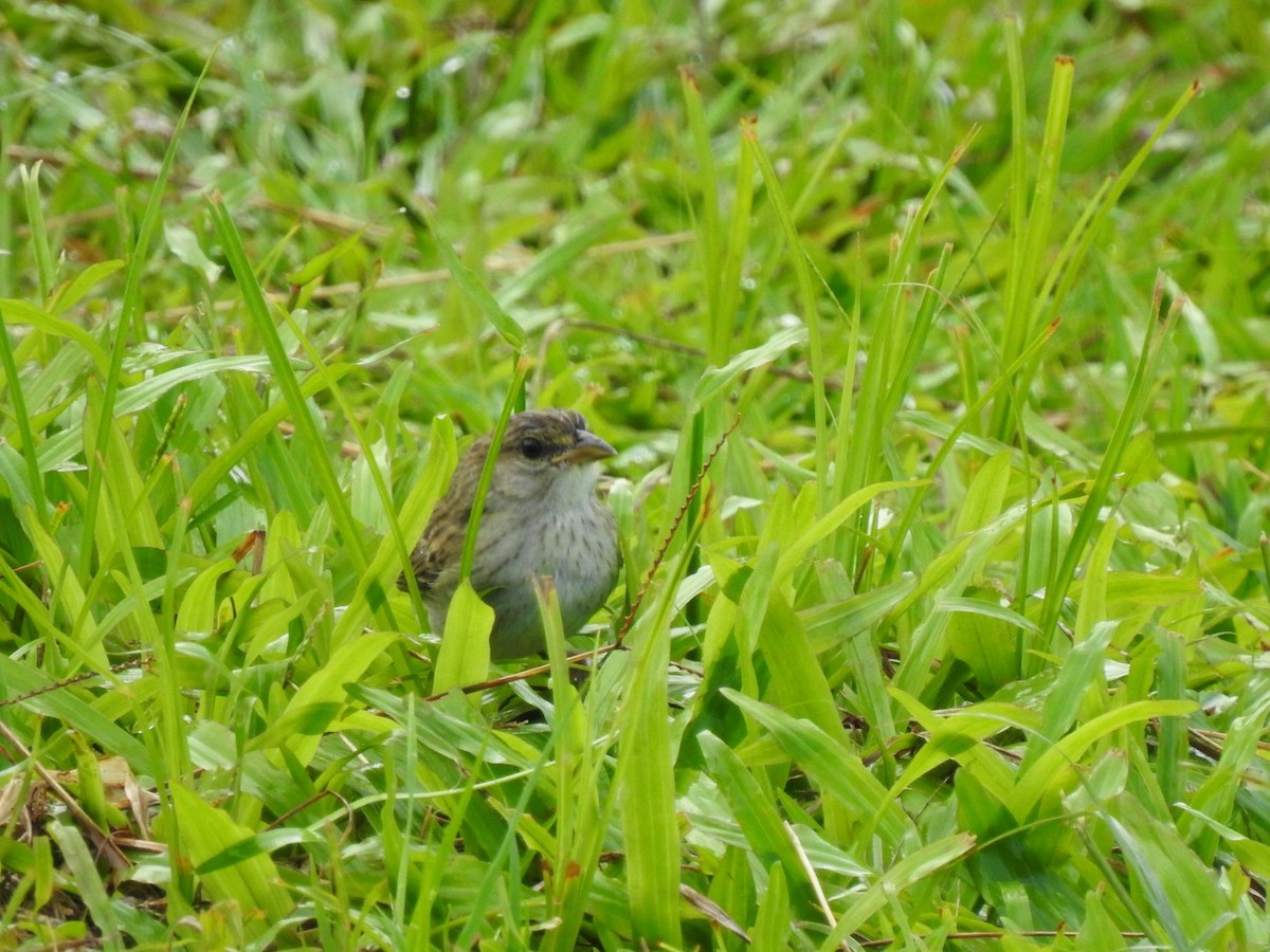 Yellow-browed Sparrow - ML433823791