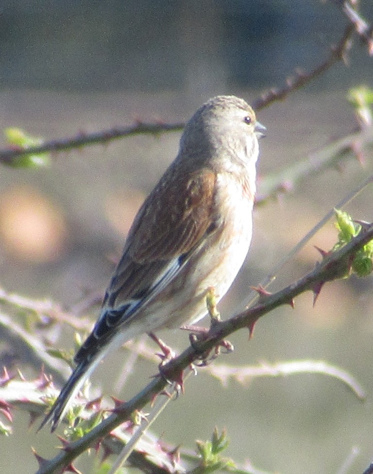 Eurasian Linnet - ML433825321