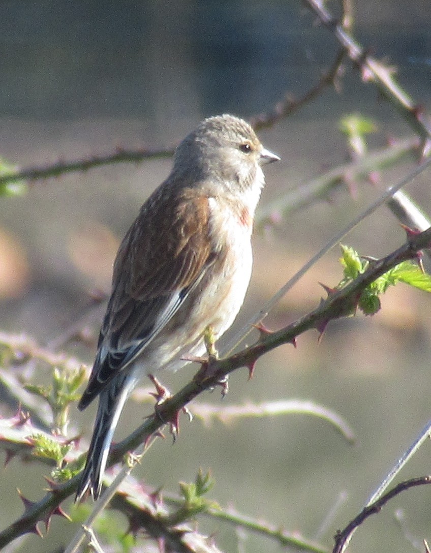 Eurasian Linnet - ML433825331