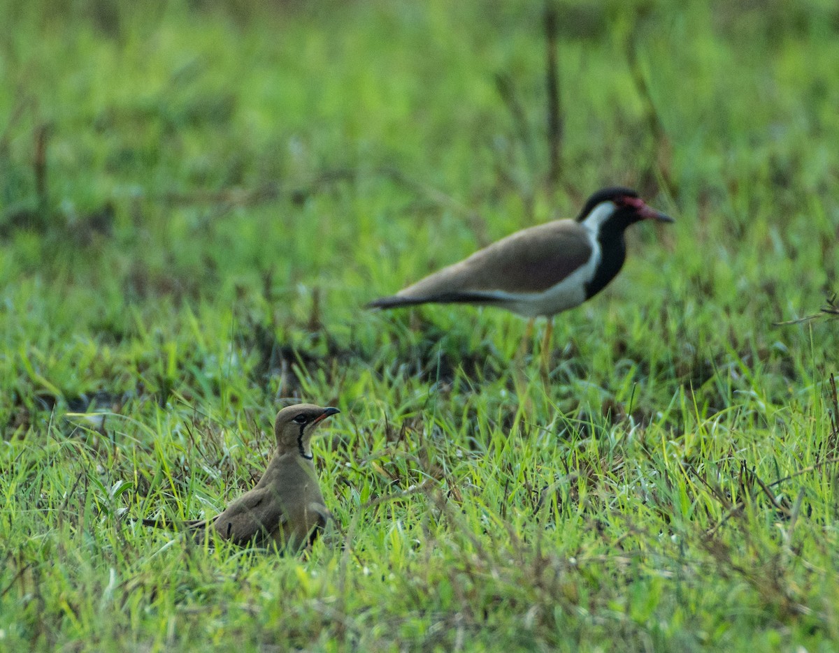 Red-wattled Lapwing - ML433825741