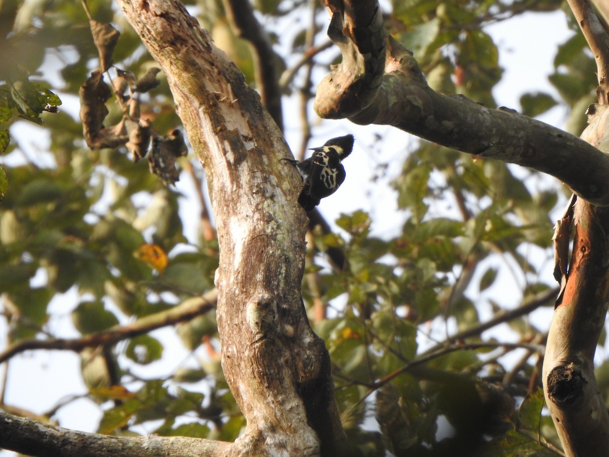 Heart-spotted Woodpecker - ML433825821