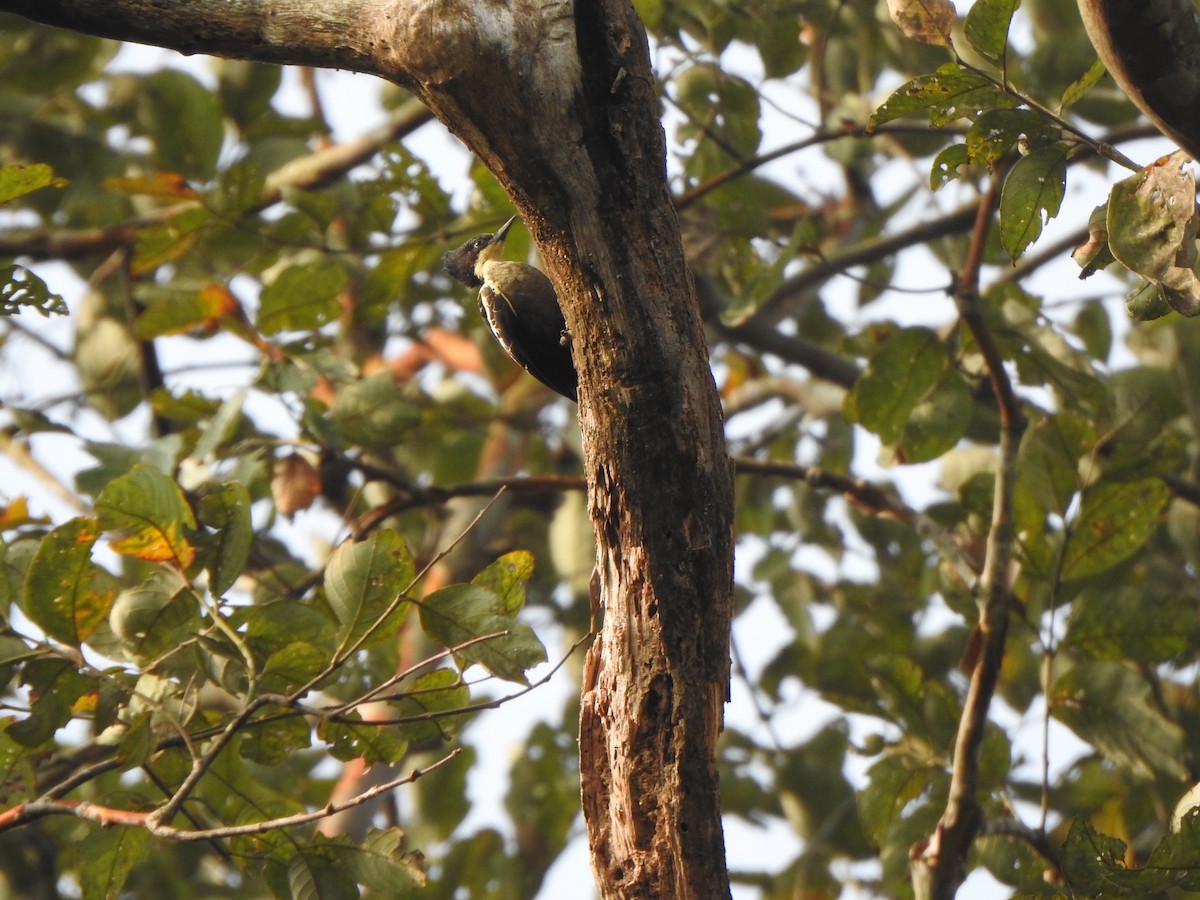 Heart-spotted Woodpecker - ML433825841
