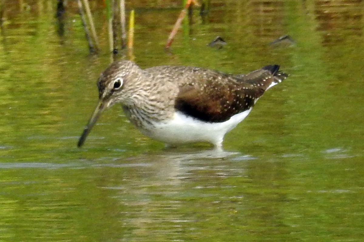 Green Sandpiper - Sourav Halder