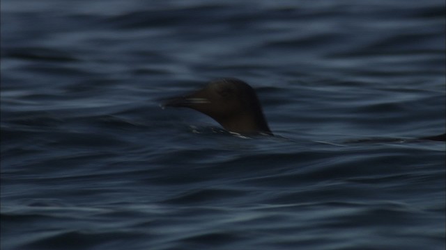 Guillemot de Brünnich - ML433829