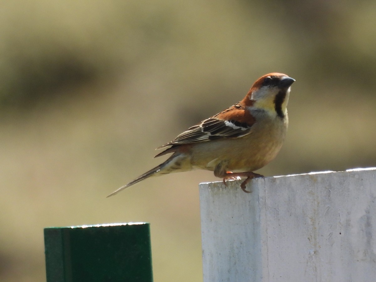 Russet Sparrow - Jim Panwar