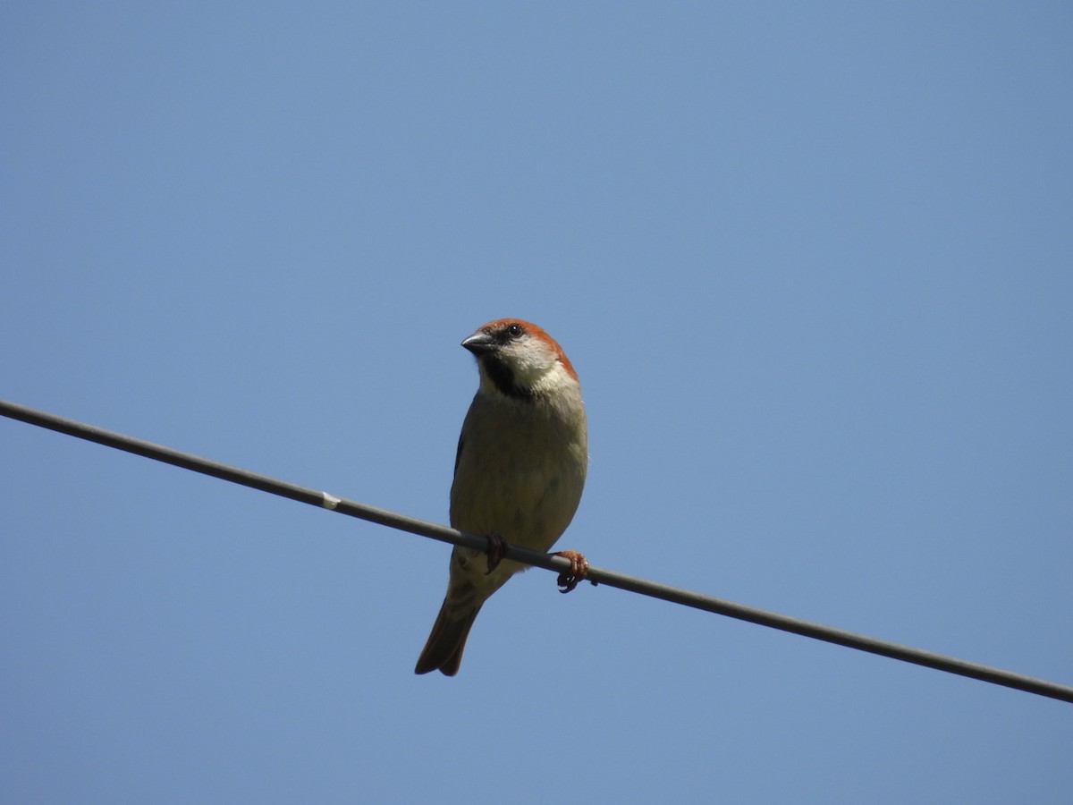 Russet Sparrow - Jim Panwar