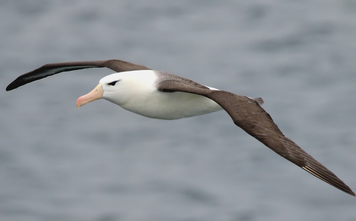 albatros černobrvý - ML433829721