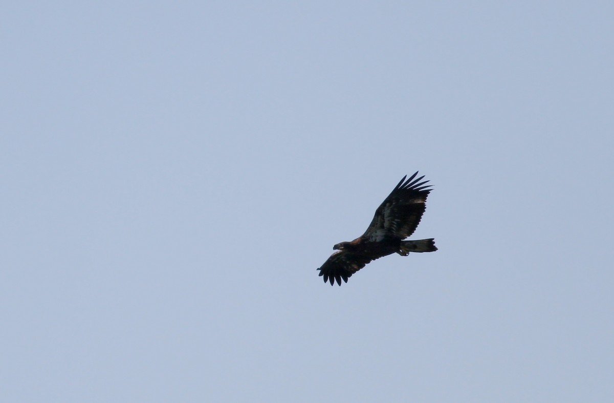 Bald Eagle - ML43383031