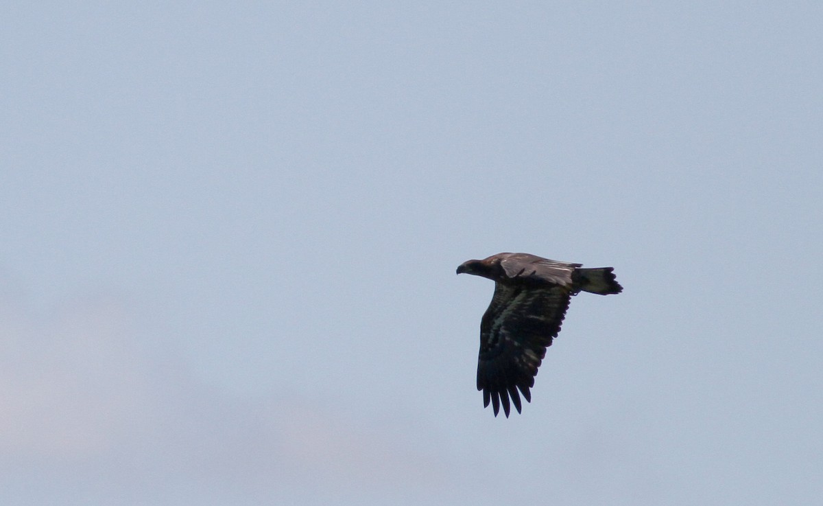 Bald Eagle - ML43383041